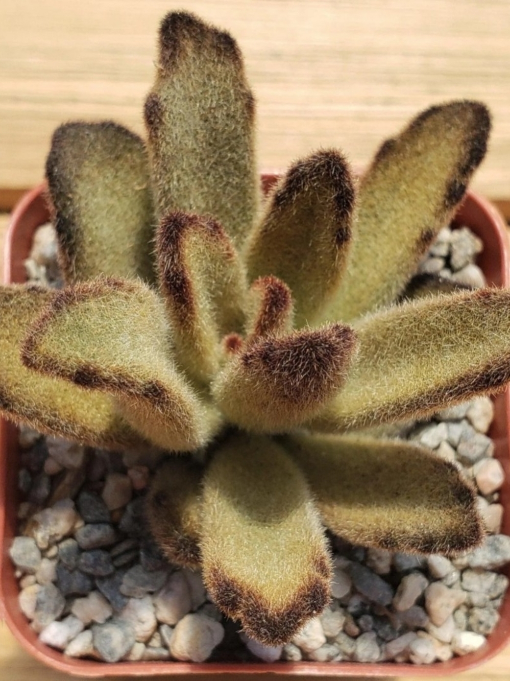 Live Fuzzy Kalanchoe "Chocolate Soldiers" Succulent Plant (B1G1 Mystery Plant)